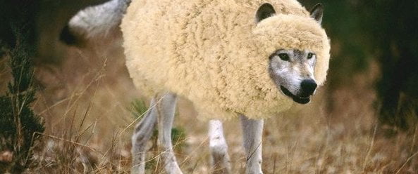 WATCH OUT FOR THE WOLF IN SHEEP'S CLOTHING